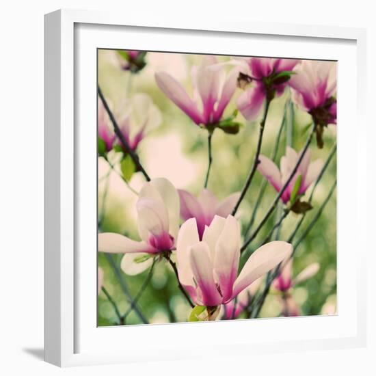 Fragile Pink Daisies-Gail Peck-Framed Art Print