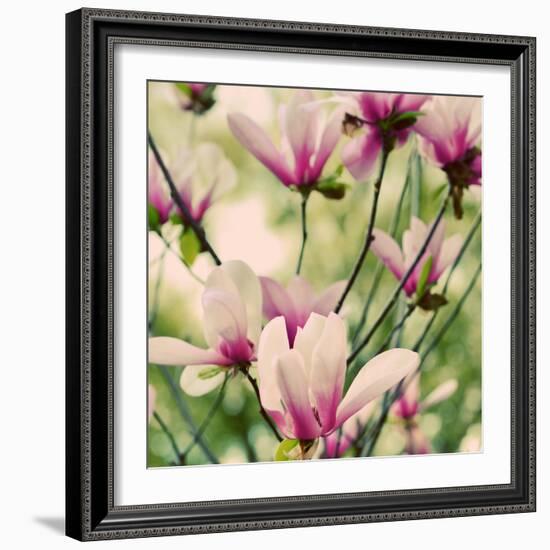 Fragile Pink Daisies-Gail Peck-Framed Art Print