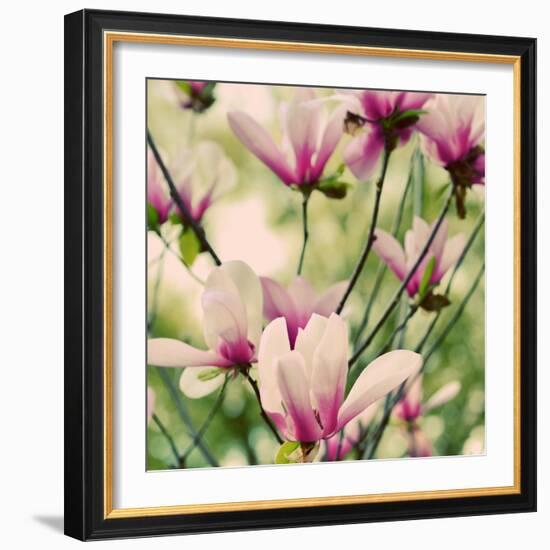 Fragile Pink Daisies-Gail Peck-Framed Art Print