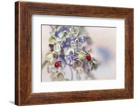 Fragile-Ellen van Deelen-Framed Photographic Print
