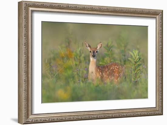 Fragrance Of Summer-Nick Kalathas-Framed Giclee Print