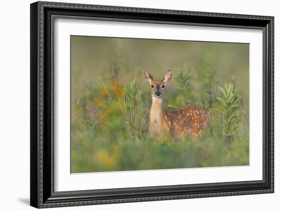 Fragrance Of Summer-Nick Kalathas-Framed Giclee Print