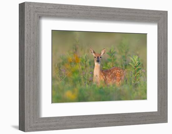 Fragrance of Summer-Nick Kalathas-Framed Photographic Print