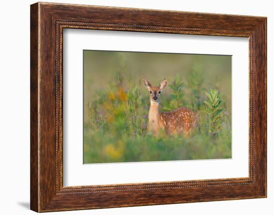 Fragrance of Summer-Nick Kalathas-Framed Photographic Print