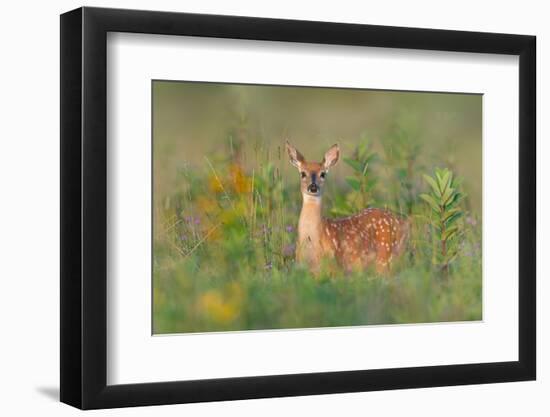 Fragrance of Summer-Nick Kalathas-Framed Photographic Print