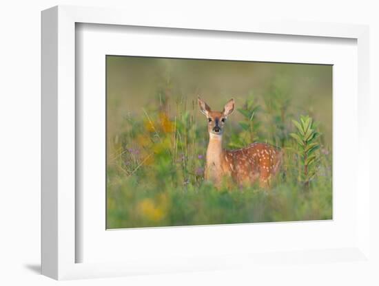 Fragrance of Summer-Nick Kalathas-Framed Photographic Print