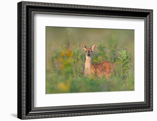 Fragrance of Summer-Nick Kalathas-Framed Photographic Print