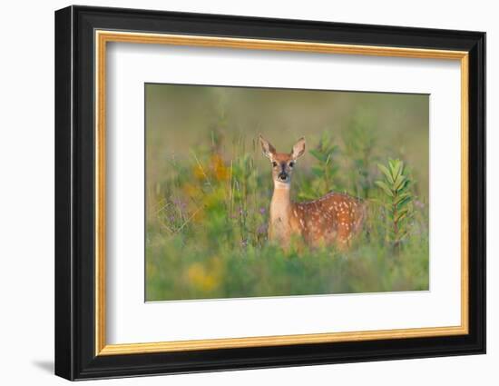 Fragrance of Summer-Nick Kalathas-Framed Photographic Print