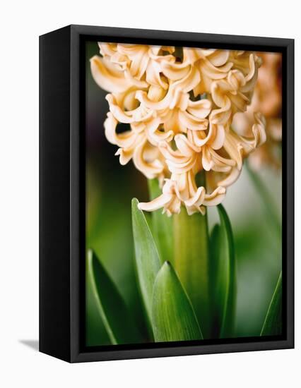 Fragrant Hyacinth-Angela Drury-Framed Premier Image Canvas