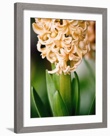 Fragrant Hyacinth-Angela Drury-Framed Photographic Print