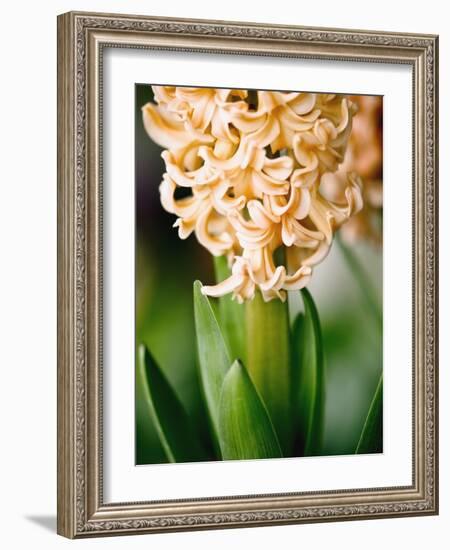 Fragrant Hyacinth-Angela Drury-Framed Photographic Print