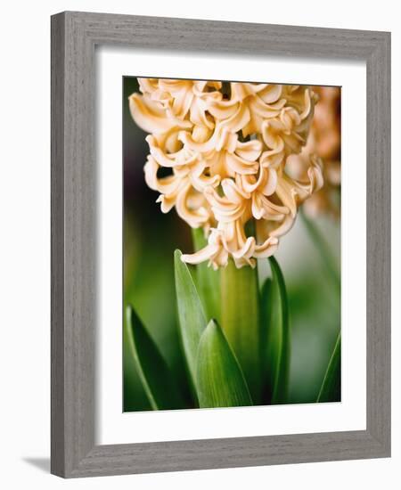 Fragrant Hyacinth-Angela Drury-Framed Photographic Print