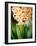 Fragrant Hyacinth-Angela Drury-Framed Photographic Print