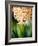 Fragrant Hyacinth-Angela Drury-Framed Photographic Print