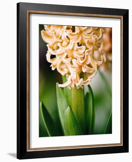 Fragrant Hyacinth-Angela Drury-Framed Photographic Print