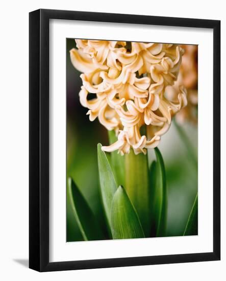 Fragrant Hyacinth-Angela Drury-Framed Photographic Print