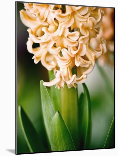 Fragrant Hyacinth-Angela Drury-Mounted Photographic Print