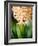 Fragrant Hyacinth-Angela Drury-Framed Photographic Print