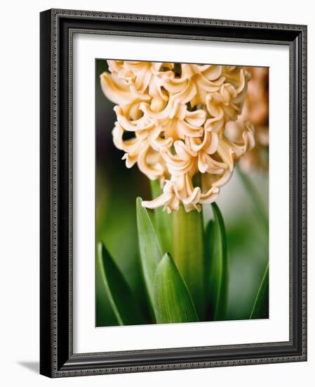 Fragrant Hyacinth-Angela Drury-Framed Photographic Print