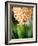 Fragrant Hyacinth-Angela Drury-Framed Photographic Print