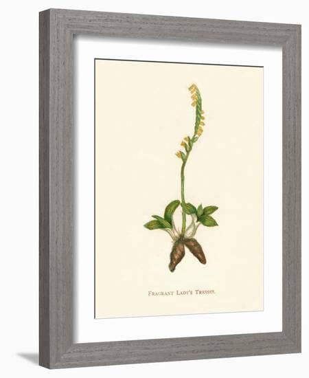 'Fragrant Lady's Tresses', c1891, (1891)-Anne Pratt-Framed Giclee Print