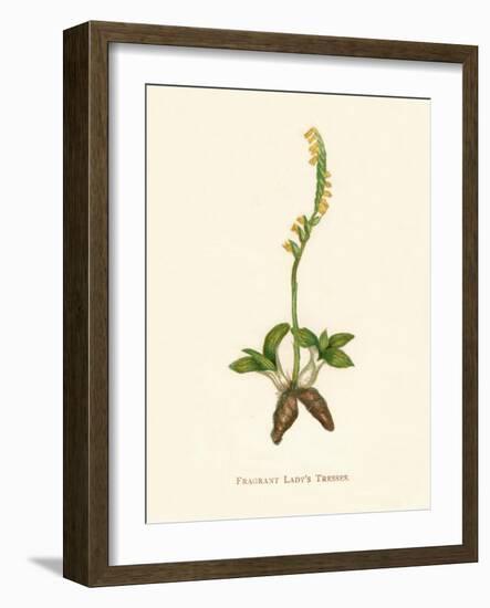 'Fragrant Lady's Tresses', c1891, (1891)-Anne Pratt-Framed Giclee Print