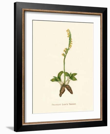 'Fragrant Lady's Tresses', c1891, (1891)-Anne Pratt-Framed Giclee Print