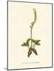 'Fragrant Lady's Tresses', c1891, (1891)-Anne Pratt-Mounted Giclee Print