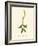 'Fragrant Lady's Tresses', c1891, (1891)-Anne Pratt-Framed Giclee Print