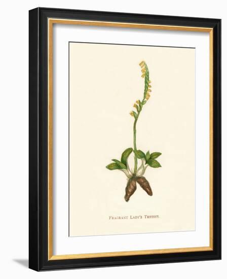 'Fragrant Lady's Tresses', c1891, (1891)-Anne Pratt-Framed Giclee Print