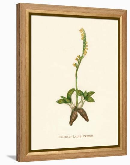 'Fragrant Lady's Tresses', c1891, (1891)-Anne Pratt-Framed Premier Image Canvas