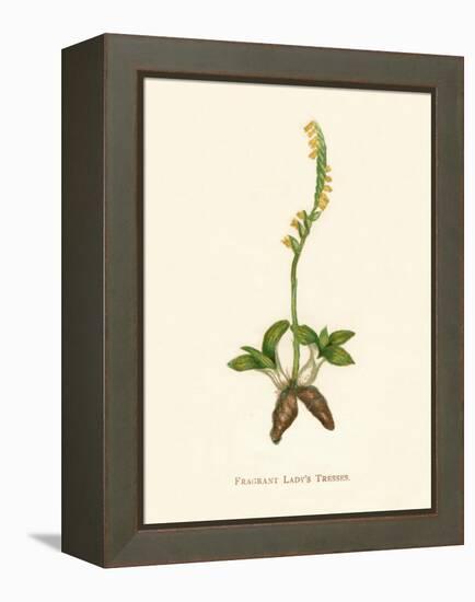 'Fragrant Lady's Tresses', c1891, (1891)-Anne Pratt-Framed Premier Image Canvas