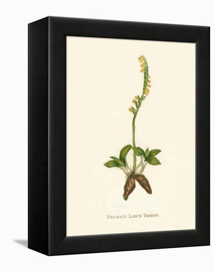 'Fragrant Lady's Tresses', c1891, (1891)-Anne Pratt-Framed Premier Image Canvas