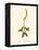 'Fragrant Lady's Tresses', c1891, (1891)-Anne Pratt-Framed Premier Image Canvas