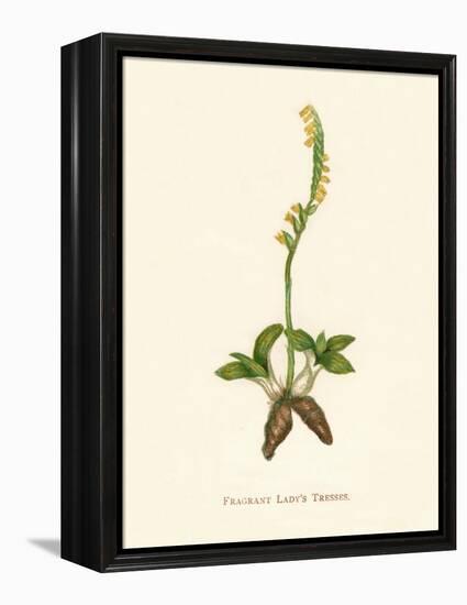 'Fragrant Lady's Tresses', c1891, (1891)-Anne Pratt-Framed Premier Image Canvas