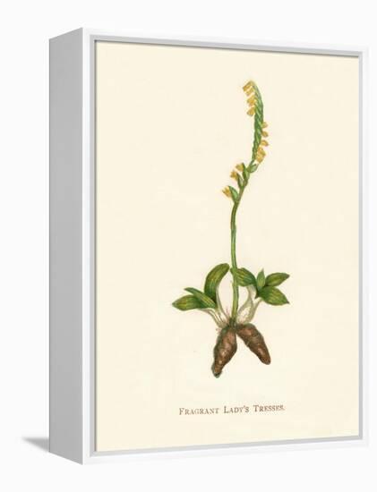 'Fragrant Lady's Tresses', c1891, (1891)-Anne Pratt-Framed Premier Image Canvas