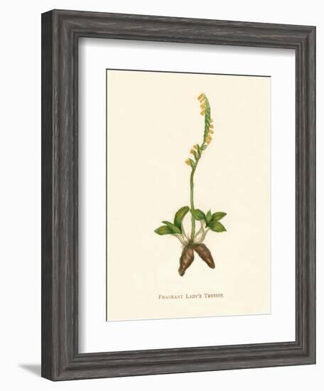 'Fragrant Lady's Tresses', c1891, (1891)-Anne Pratt-Framed Giclee Print