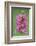 Fragrant Orchid flowering, Cairngorms National Park, Scotland-Laurie Campbell-Framed Photographic Print