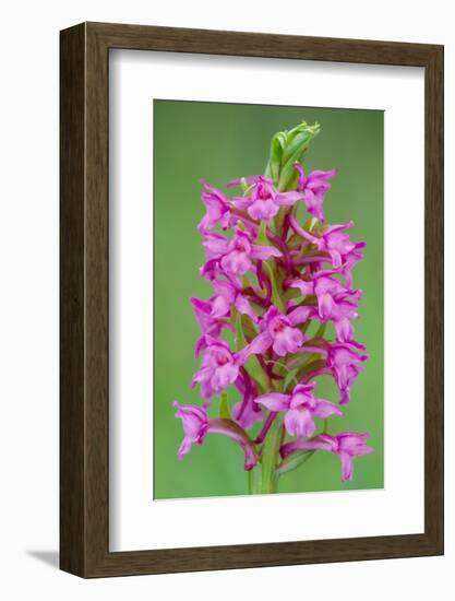 Fragrant Orchid flowering, Cairngorms National Park, Scotland-Laurie Campbell-Framed Photographic Print