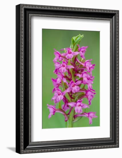 Fragrant Orchid flowering, Cairngorms National Park, Scotland-Laurie Campbell-Framed Photographic Print