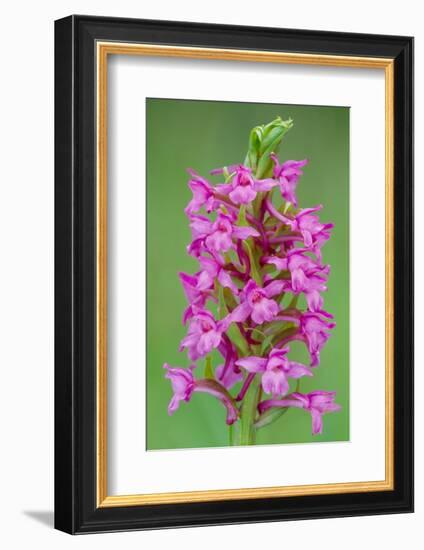 Fragrant Orchid flowering, Cairngorms National Park, Scotland-Laurie Campbell-Framed Photographic Print