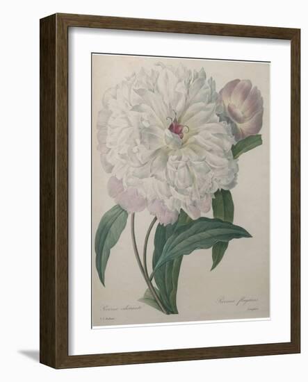 Fragrant Peony-Pierre-Joseph Redoute-Framed Art Print