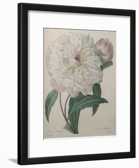 Fragrant Peony-Pierre-Joseph Redoute-Framed Art Print