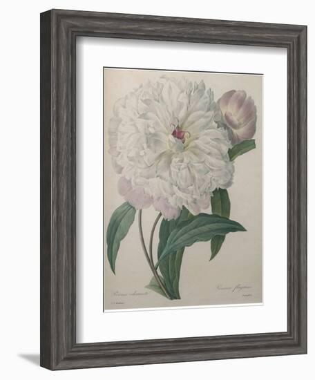 Fragrant Peony-Pierre-Joseph Redoute-Framed Art Print