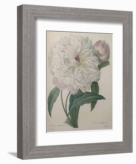 Fragrant Peony-Pierre-Joseph Redoute-Framed Art Print