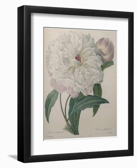 Fragrant Peony-Pierre-Joseph Redoute-Framed Art Print