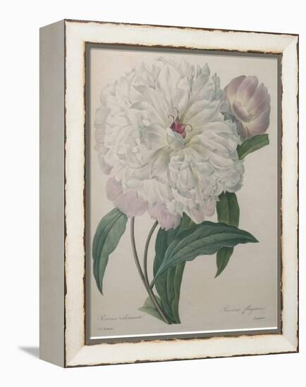 Fragrant Peony-Pierre-Joseph Redoute-Framed Stretched Canvas