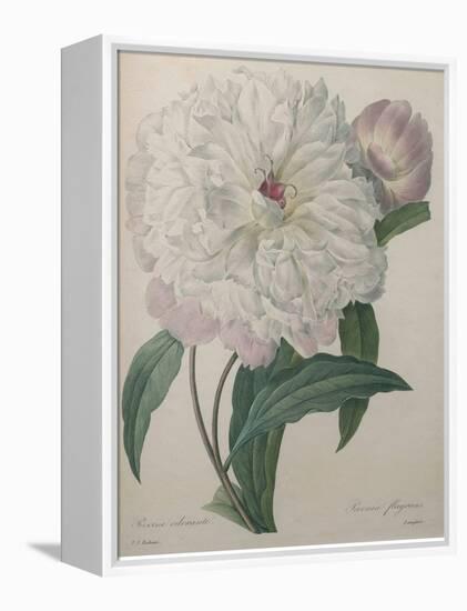 Fragrant Peony-Pierre-Joseph Redoute-Framed Stretched Canvas