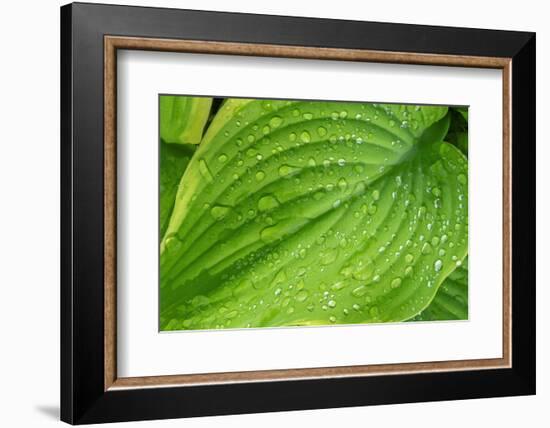 Fragrant Plantain Lily-Jim Engelbrecht-Framed Photographic Print