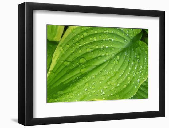 Fragrant Plantain Lily-Jim Engelbrecht-Framed Photographic Print